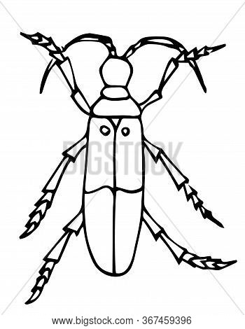 Coloting Book Page With Bug, Vector Illustration. Doodle Style Hand Drawn. Isolated.