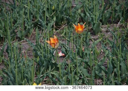 Red With White Tulip Of The Type Toplips Illuminated By The Sun In A Flower Bulb Field In Noordwijke