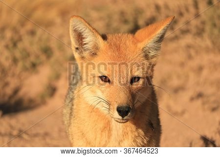 Closeup A Cute Andean Fox Or Zorro Culpeo Relaxing In Desert Brush Field Of The Chilean Altiplano, N