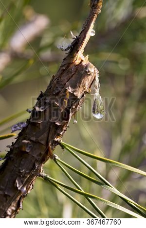 A Drop Of Resin On A Branch. Resin Flows From A Pine Branch. Closeup View Of A Drop Of Resin