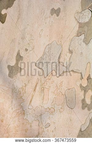 London Plane Bark - Latin Name - Platanus X Hispanica (platanus X Acerifolia)