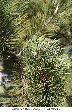 Bosnian Pine - Latin Name - Pinus Heldreichii Var. Leucodermis