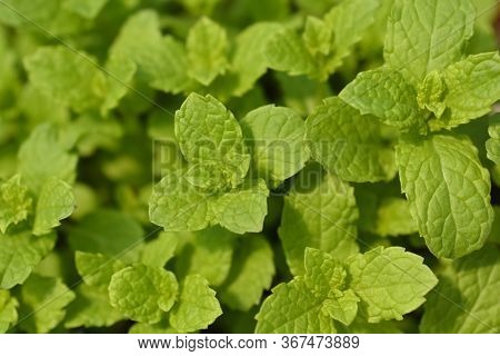 Moroccan Mint Leaves - Latin Name - Mentha Spicata Var. Crispa Moroccan