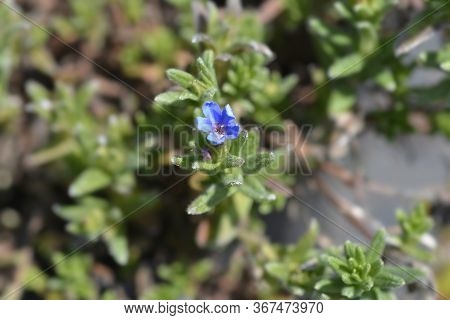 Scrambling Gromwell Blue Flower - Latin Name - Glandora Diffusa (lithodora Diffusa)