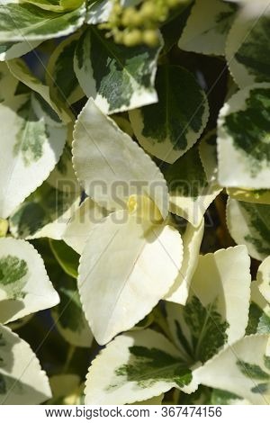 Wintercreeper Emerald Gaiety - Latin Name - Euonymus Fortunei Emerald Gaiety