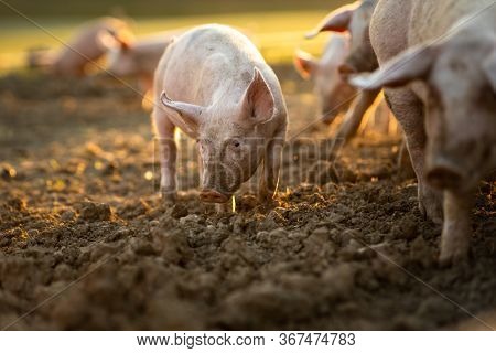 Pigs eating on a meadow in an organic meat farm - wide angle lens shot