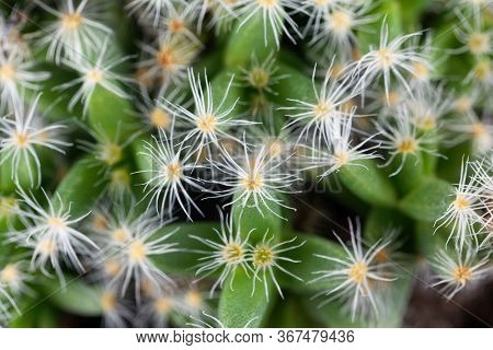 Leaves Of The Succulent Plant Trichodiadema Densum