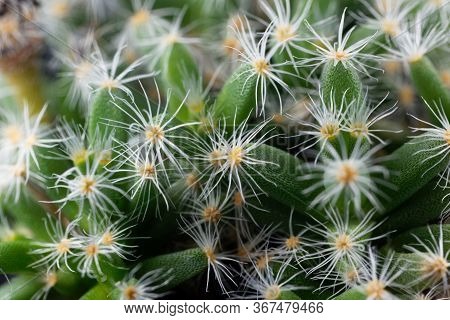 Leaves Of The Succulent Plant Trichodiadema Densum