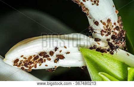 Aphids Are A Parasitic Insect That Sucks Juice From Flowers. Ants Taking Care Of Aphids.