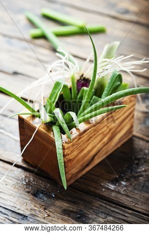 Fresh Spring Green Onion