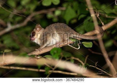 A Mouse Lemur Moves Along The Branches Of A Tree