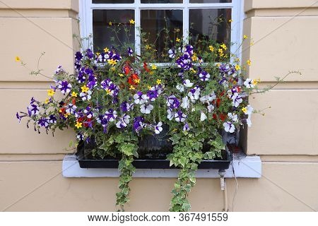 London View - Window Flowers In Mayfair District. Beggarticks, Surfinia And Fuchsia.