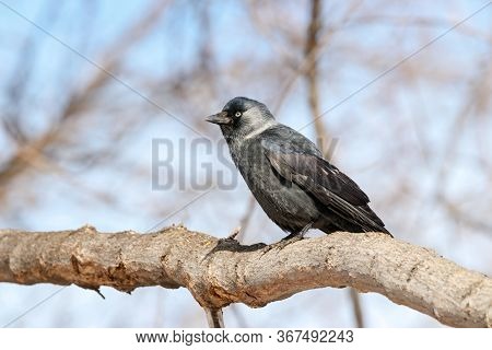 Western Jackdaw Coloeus Monedula Sitting On Branch Of Tree In Winter. Cute Common Urban Crow Bird In