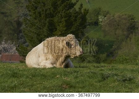 Bull Lying Down In A Lush Green Field In The Woolley Valley, An Area Of Outstanding Natural Beauty I