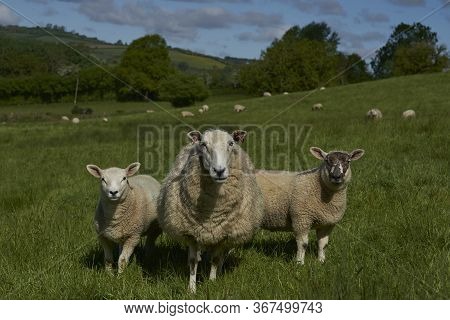Sheep And Lambs In Lush Green Fields Of The Woolley Valley, An Area Of Outstanding Natural Beauty In