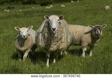 Sheep And Lambs In Lush Green Fields Of The Woolley Valley, An Area Of Outstanding Natural Beauty In
