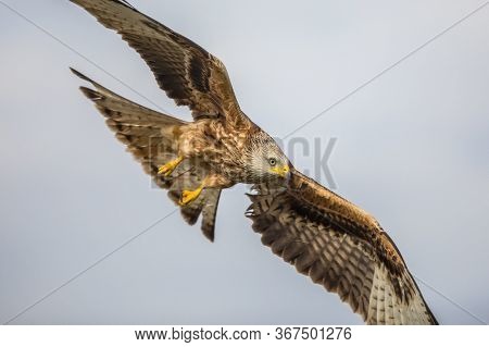 Red Kite (milvus Milvus) Flying In Spanish Pyrenees, Vilagrassa, Catalonia, Spain. April. It Is Resi