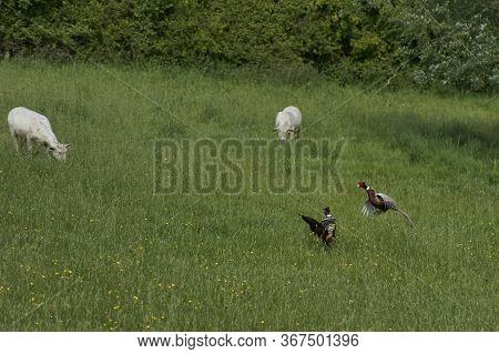 Male Pheasants (phasianus Colchicum) Fighting In A Grassy Field In The Woolley Valley, An Area Of Ou