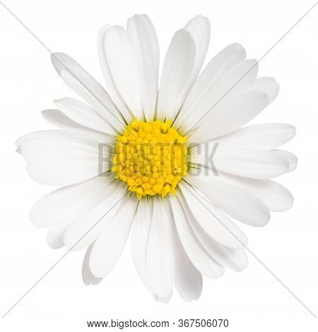 Daisy Flower Isolated On White Background. Сhamomile Isolated.
