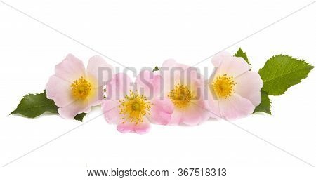 Rosehip Rose Flower Isolated On White Background