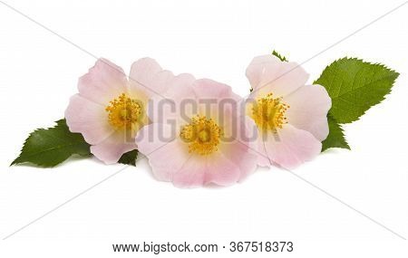 Rosehip Rose Flower Isolated On White Background