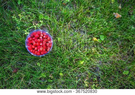 Sweet Wild Strawberries Lying In A Gless On A Green Lawn Summer Sunny Day. Top View.