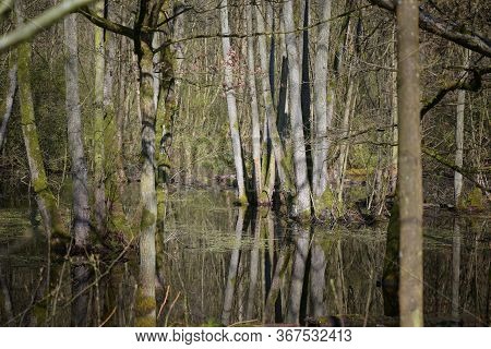 Flooding In The Forest After Too Much Rain, Trees Are Standing In Water, Selected Focus