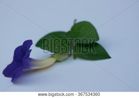 Side View Back Of Thunbergia Erecta Blue Flower Is Herbaceous Perennial Climbing Plant. Bush Clockvi