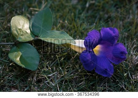 Close Up Of Thunbergia Erecta Blue Flower Is Herbaceous Perennial Climbing Plant. Bush Clockvine, Ki