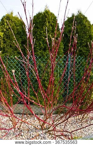 Cornus Alba Argenteomarginata Plant In Spring