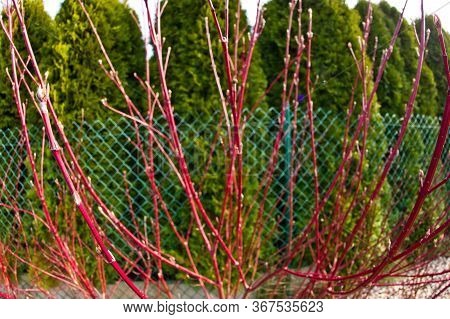 Cornus Alba Argenteomarginata Plant In Spring