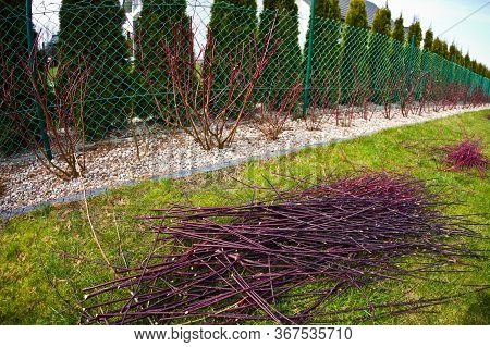 Spring Trimming Of Cornus Alba Argenteomarginata Plant