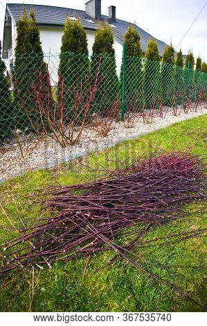 Spring Trimming Of Cornus Alba Argenteomarginata Plant