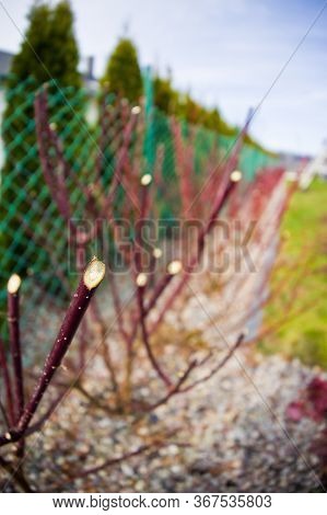 Spring Trimming Of Cornus Alba Argenteomarginata Plant