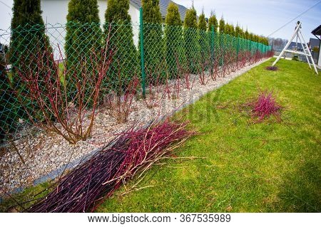 Spring Trimming Of Cornus Alba Argenteomarginata Plant