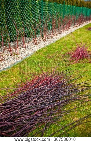 Spring Trimming Of Cornus Alba Argenteomarginata Plant