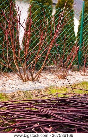 Spring Trimming Of Cornus Alba Argenteomarginata Plant
