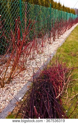 Spring Trimming Of Cornus Alba Argenteomarginata Plant