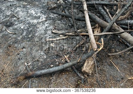 Pile Of Burnt Branches After A Forest Fire, Consequence Of The Forest Fire.the Result Of Human Carel