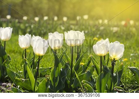 The First Beautiful White Tulips On Spring Green Grass.