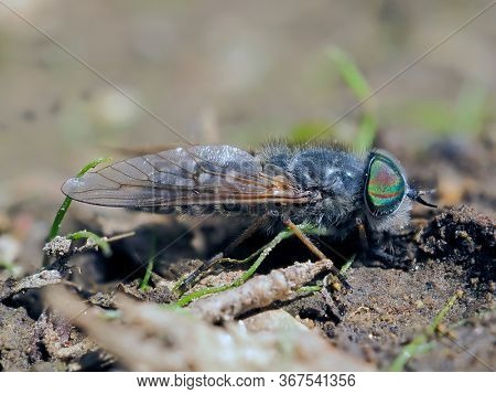 pale giant horse-fly outdoor (tabanus bovinus)