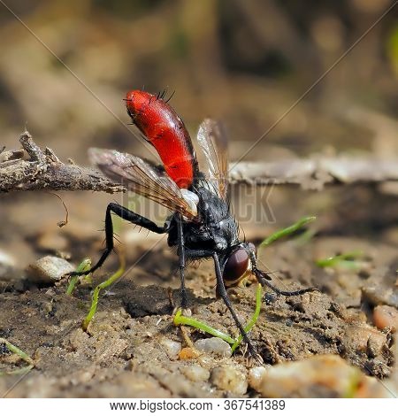 hoverfly species (Cylindromya) on the ground