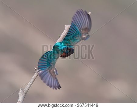 Common Kingfisher (Alcedo atthis) Delta Dunarii