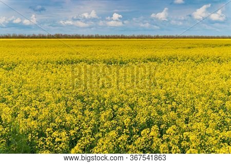 Field Of Bright Yellow Rapeseed In Spring
