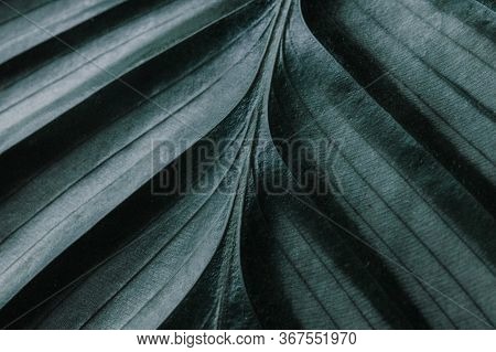 Closeup Macro Of  A Calathea Orbifolia Leaf