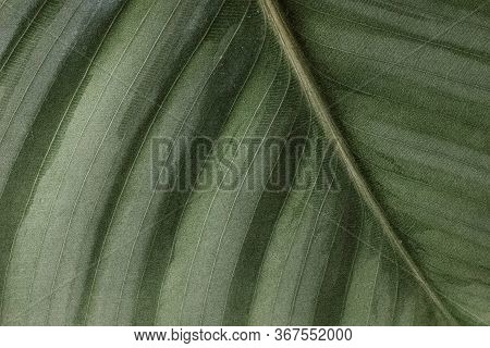 Closeup Macro Of  A Calathea Orbifolia Leaf