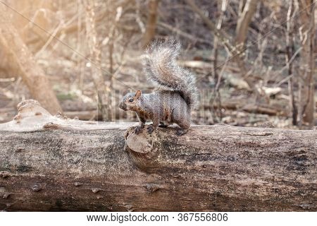 Grey Fat Squirrel With Thick Large Furry Tail Sitting On Tree In Park Outside. Animal Wild Squirrel 