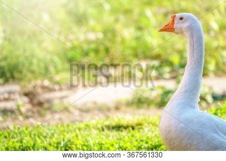 Portrait Of Domestic Goose, Anser Cygnoides Domesticus, In Profile On Bright Green Blured Background