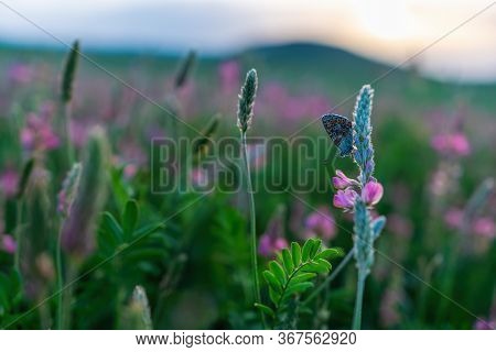 Field Of Pink Flowers Sainfoin, Onobrychis Viciifolia. Wildflowers Background. Farming Concept. Blos