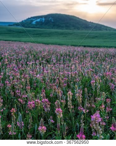 Field Of Pink Flowers Sainfoin, Onobrychis Viciifolia. Wildflowers Background. Farming Concept. Blos